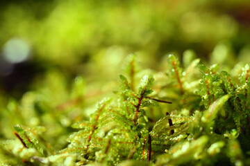Close up and background of green damp moss growing on damp ground