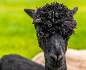 Obraz premium A close-up view of stern-looking black Alpaca in Charnwood Forest, UK on a spring day shot with face focus and blurred background