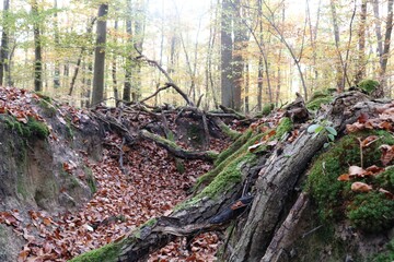Viernheimer Herbstwald