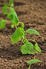 Proper planting cucumber seedlings on the ecological garden. Seedlings grown on the window. Agricultural Plant . Young Cucumber Shoot. Cucumber sprouts in the field , agriculture. 