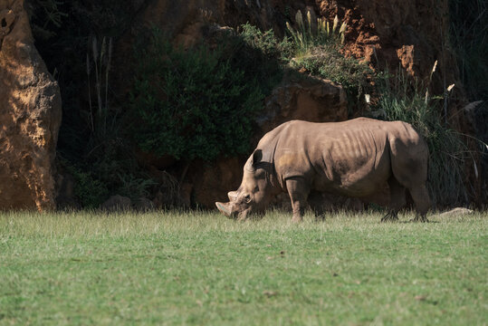 Outdoors shot of rhino pasturing on green lawn.