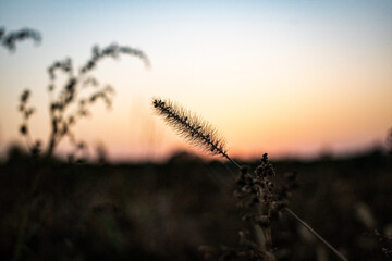 sunsets in the field in the camera lens