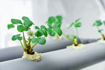 Hydroponics row in plantation. The hydroponics strawberry . Farm, technology concept. - 401279065