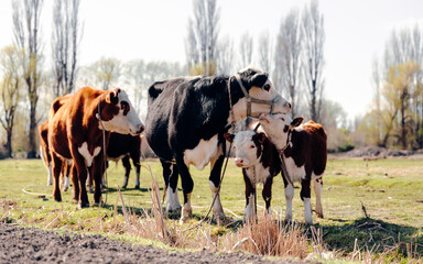 Herd of domestic cows pasturing on green lawn on sunny day in countryside