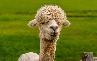 Fototapeta premium A friendly and inquisitive apricot coloured Alpaca in Charnwood Forest, UK on a spring day, shot with face focus and blurred background