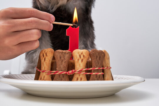 Unrecognizable crop owner lighting candle on tasty cake for dog at birthday party at home
