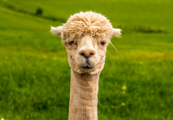 Obraz premium An apricot coloured Alpaca stares unflinchingly at the camera in Charnwood Forest, UK on a spring day, shot with face focus and blurred background