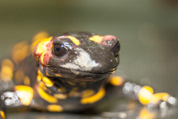 macro close-up of a Spanish salamander looking at camera