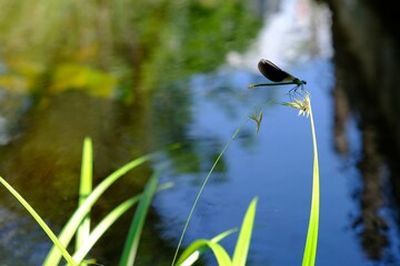 Beautiful dragonfly Calopteryx splendens (banded demoiselle) on green blades of grass by river in sunny day