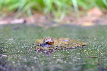 Little snail Cepaea nemoralis with shell shining from rain on middle of road