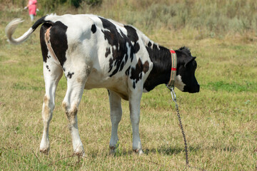 A young calf grazes in a clear meadow. A cow on a leash on the chain in an ecologically clean area. Domestic private cattle breeding.