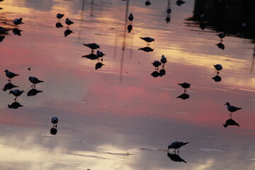 seagulls on frozen Arno river in Florence and the reflection of sunset on Arno.