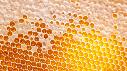 bee fresh honey in combs. background and texture. vitamin natural food. bee work product