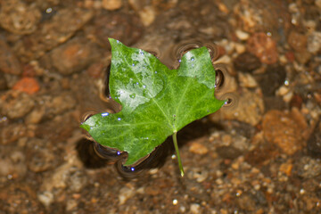 fall season concept. autumnal tree leaves in puddle of water picture of autumn atmosphere copy space