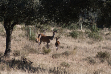 Iberian red deers,Cervus elaphus hispanicus. Cub and female in the background. Monfrague National Park.