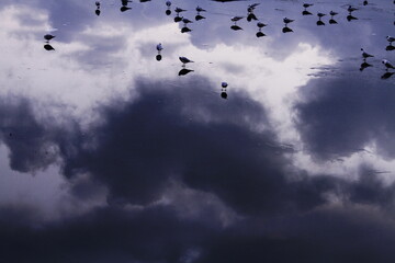 reflection of sunset on frozen Arno river