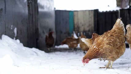 Chicken on the background of winter. Chicken on the farm in winter. Domestic chicken walking and eating on the snow farm in the winter
