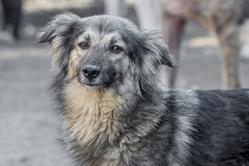 closeup portrait sad homeless abandoned colored dog outdoor