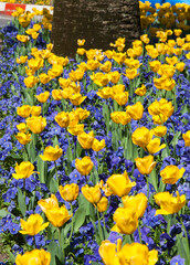 Yellow tulip garden along the streets of downtown Caceres, Spain.