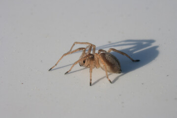 spider isolated on white background, macro photo