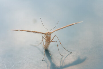 a little insect on white background and shadow