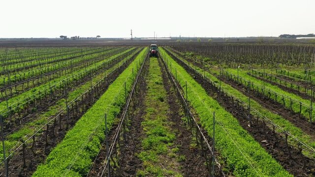 Leverano, Italy. Aerial view of the tractor harvesting the vine yard. Green rows of the grapes seen from above. High quality 4k footage