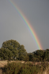 A bright rainbow in the sky against the background of green trees and blue sky.