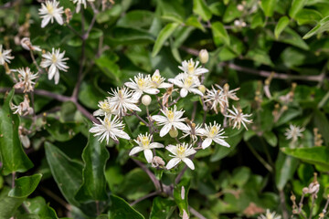 The climbing shrub (Clematis vitalba) with flowers close-up