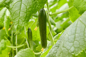 Growing cucumbers in industrial agricultural greenhouses. Close-up photos of plants.