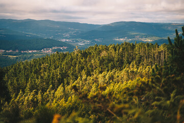 Picturesque scenery of forest with evergreen trees lit by sunset light in highland terrain