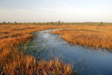 The Yelnya landscape reserve in the Vitebsk region of the Republic of Belarus is a fairly large-scale swamp, the territory of which occupies 200 square kilometers.