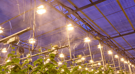 Growing cucumbers in industrial agricultural greenhouses. Lighting and humidification system