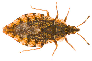 Aradus betulae is a genus of true bugs in the family Aradidae, the flat bugs. Dorsal view of flat...