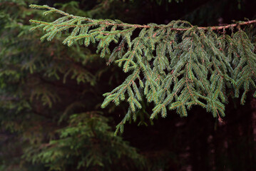 In the forest, a branch of a spruce hangs in front of the trees and a dark background