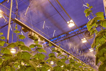 Growing cucumbers in industrial agricultural greenhouses. Lighting and humidification system