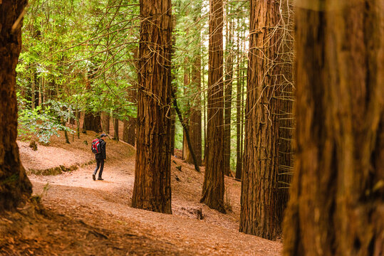 Back view high angle of anonymous tourist with backpack walking on trail in woods of Monte Cabezon Natural Monument of Sequoias in Cantabria and admiring scenery