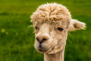 Fototapeta premium A close-up, face view of a recently sheared, apricot coloured Alpaca in Charnwood Forest, UK on a spring day, shot with face focus and blurred background