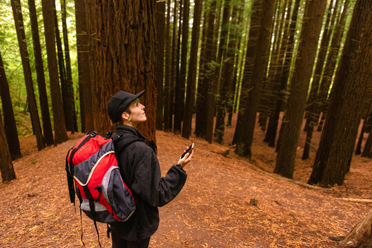High angle side view of traveler with backpack standing in forest of Monte Cabezon Natural Monument of Sequoias while using smartphone and navigating on map