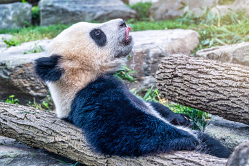Panda bear cub in the wilderness