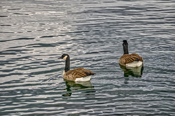 A pair of Canada Geese(Branta canadensis)swim away on silvery ripplled water on a summer morning