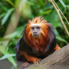 Portrait of an adult golden-headed lion tamarin
