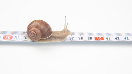 Helix pomatia. The snail crawls along the measuring ruler. mollusc and invertebrate. delicacy meat...