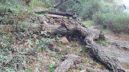 Fototapeta na wymiar stump in the forest