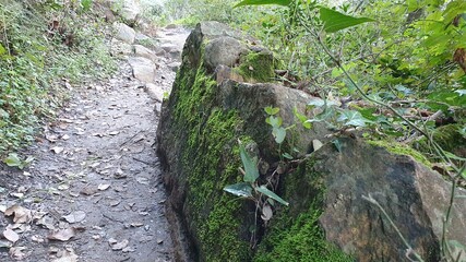stone in the forest