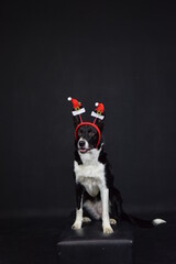 Christmas photo of border collie in photo studio with christmas hat on head