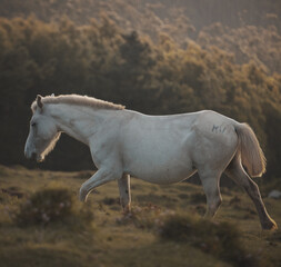 A beautiful horse is walking on the hill during the sunset.
