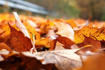 Viernheimer Herbstwald