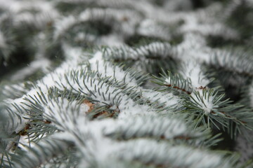 Naklejka na ściany i meble Snow covered needles on branches pine tree close up, texture for bzckground