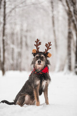 adorable dog with antlers and scarf on his head in snowy forest