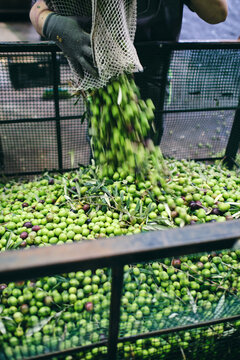 Unrecognizable worker in gloves pouring raw green olives in container for storage in warehouse of factory